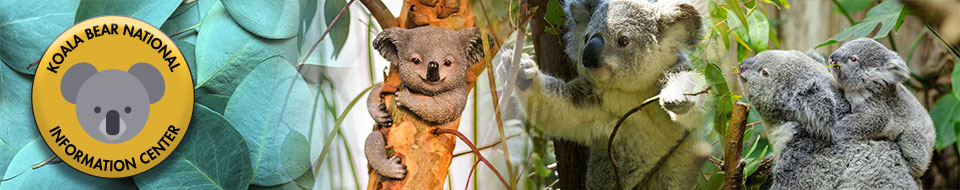 koala web page banner