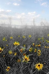 flowers with special effects