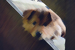 puppy with special effects